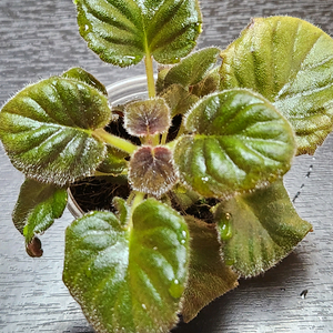 미니신닌기아 허니