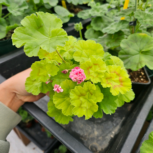 한국제라늄 잎로맨틱썸, 쁘띠가희