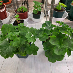 제라늄 2종일괄 분양합니다