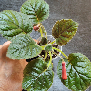 미니신닌기아 해피노트#no2