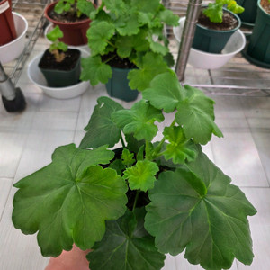 제라늄 분양합니다