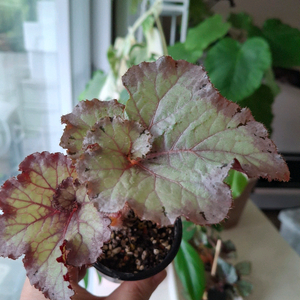 메이드마리온 베고니아