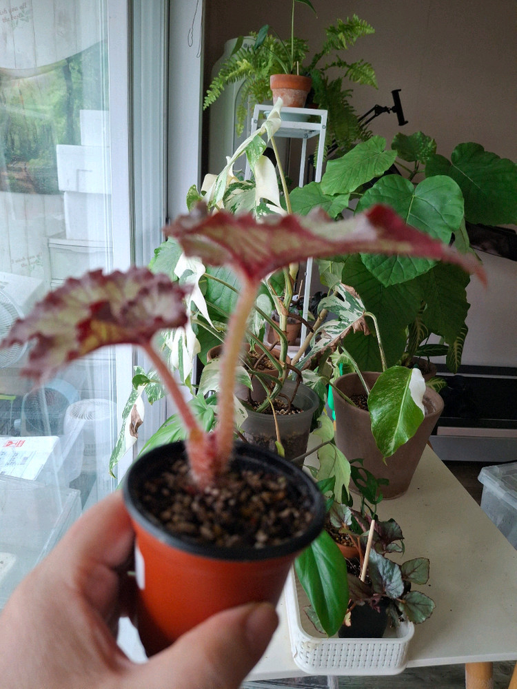 메이드마리온 베고니아--1