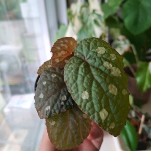 뚜엔꾸앙 베고니아