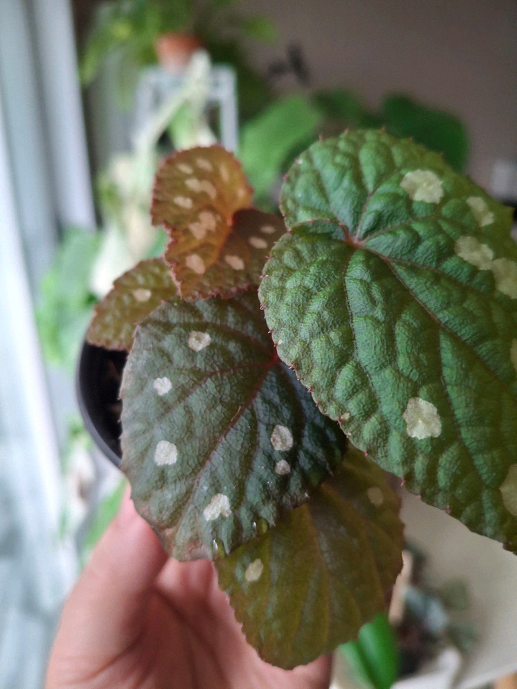 뚜엔꾸앙 베고니아--2