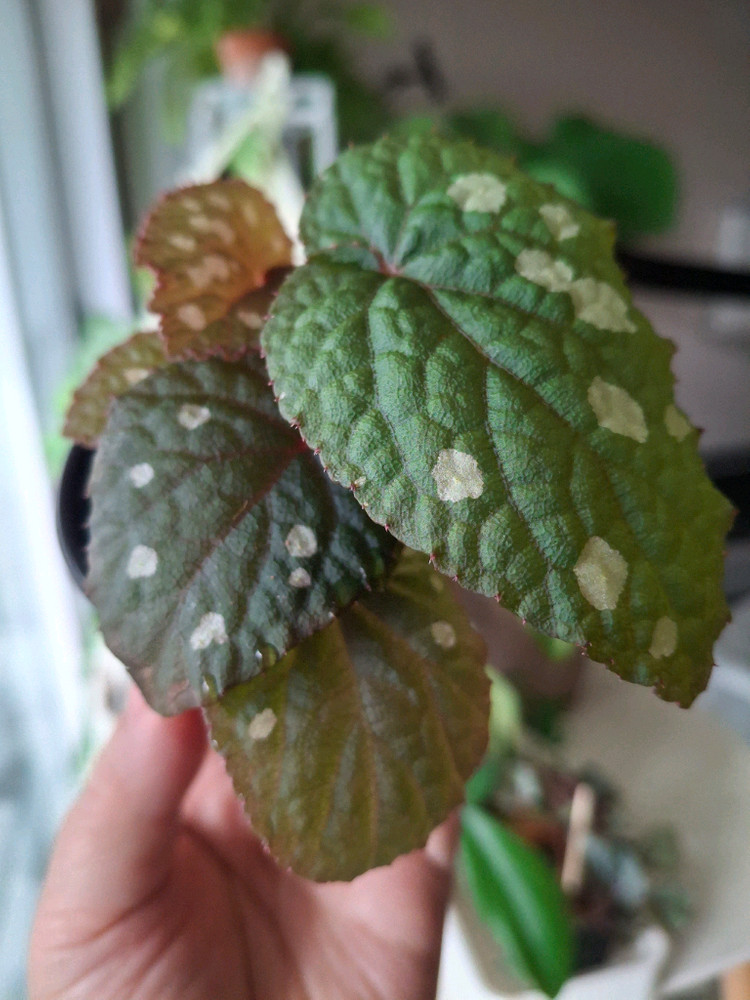 뚜엔꾸앙 베고니아--3