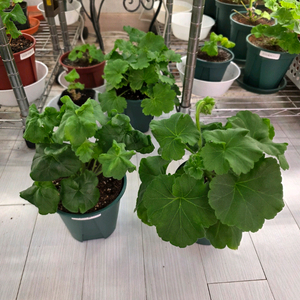 제라늄 2종일괄 분양합니다