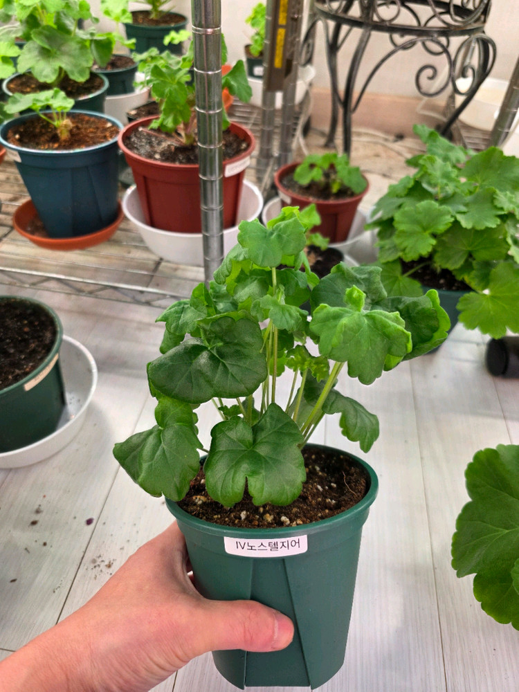 제라늄 2종일괄 분양합니다--1