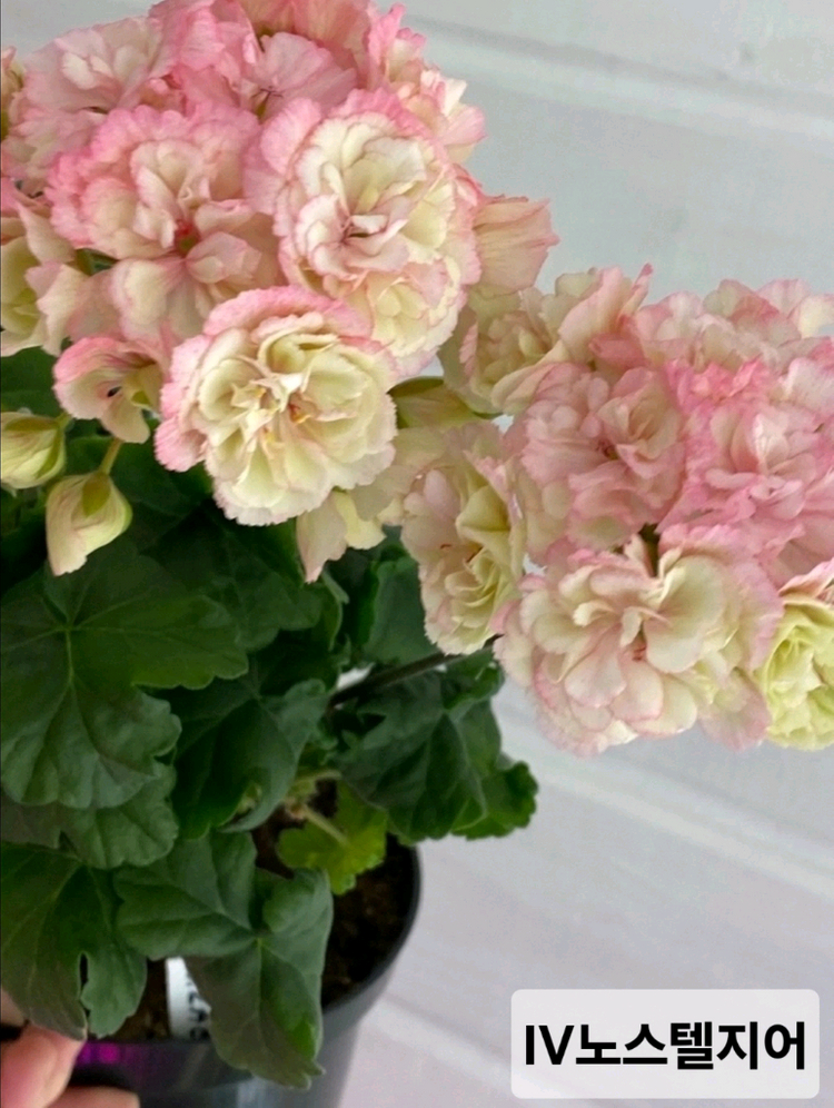 제라늄 2종일괄 분양합니다--3