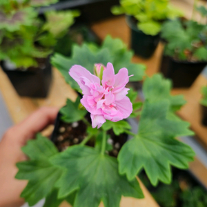 한국제라늄 스텔라 송일락, 송새미, 파파야버니, 이샤미르, 산타스카프