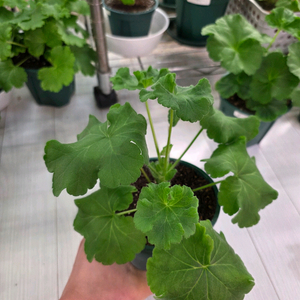 제라늄 분양합니다