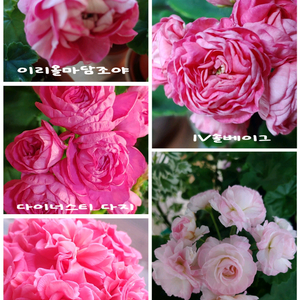 제라늄 5종 IV솔베이그 TA엠마뉴엘 이리올마담조야 다이너스티다지 라라앙드레