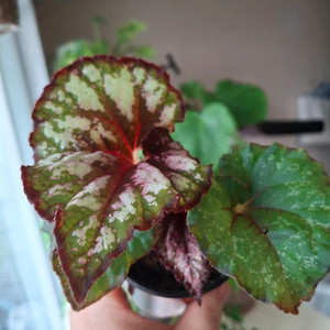 럭셔리레드 베고니아