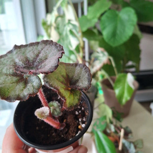 에스카르고 베고니아