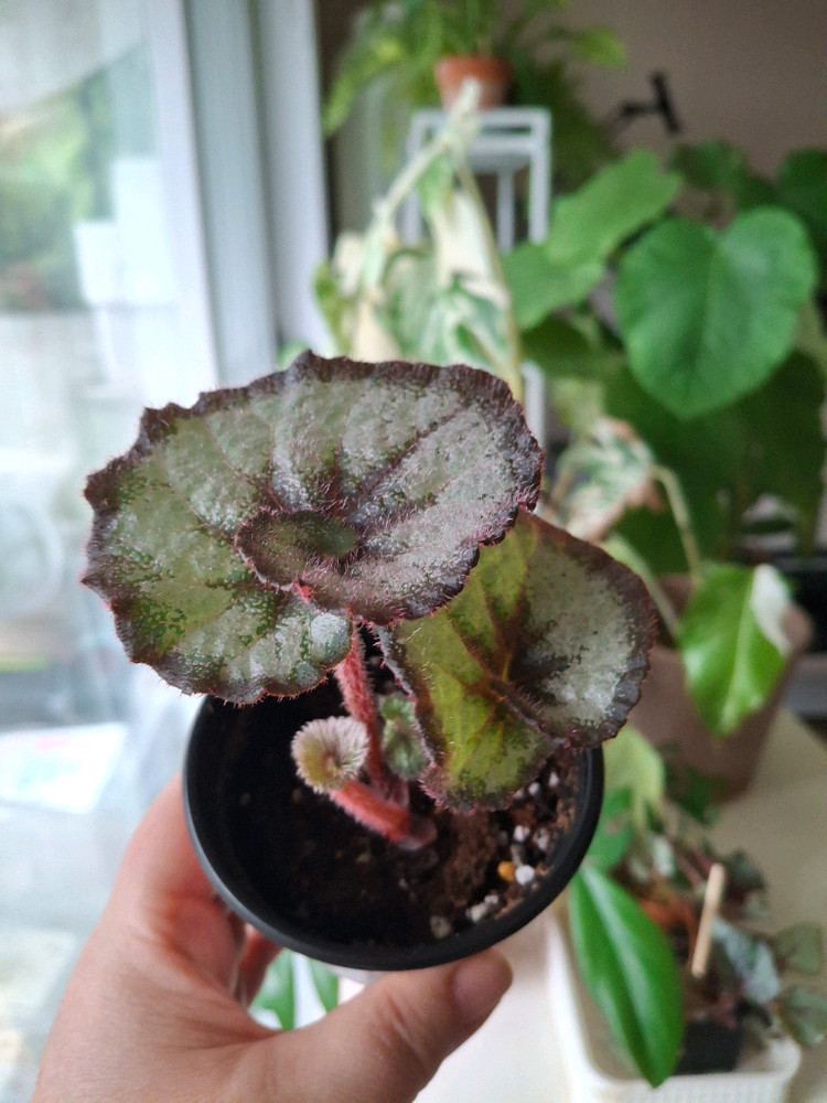 에스카르고 베고니아--1