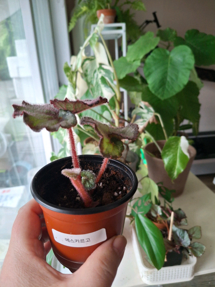 에스카르고 베고니아--2