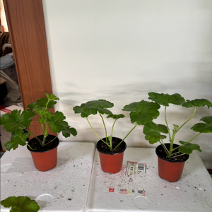 UV에이바 ess잠자는숲속미녀 솔베이그 러시아제라늄