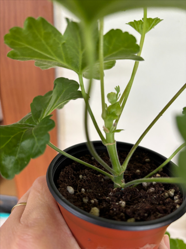 UV에이바 ess잠자는숲속미녀 솔베이그 러시아제라늄--1