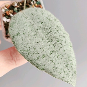 호야 카우다타아르젠