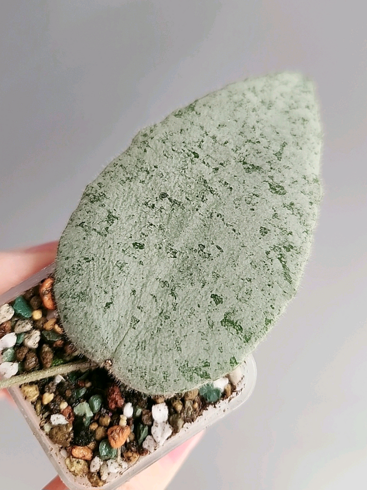 호야 카우다타아르젠--1