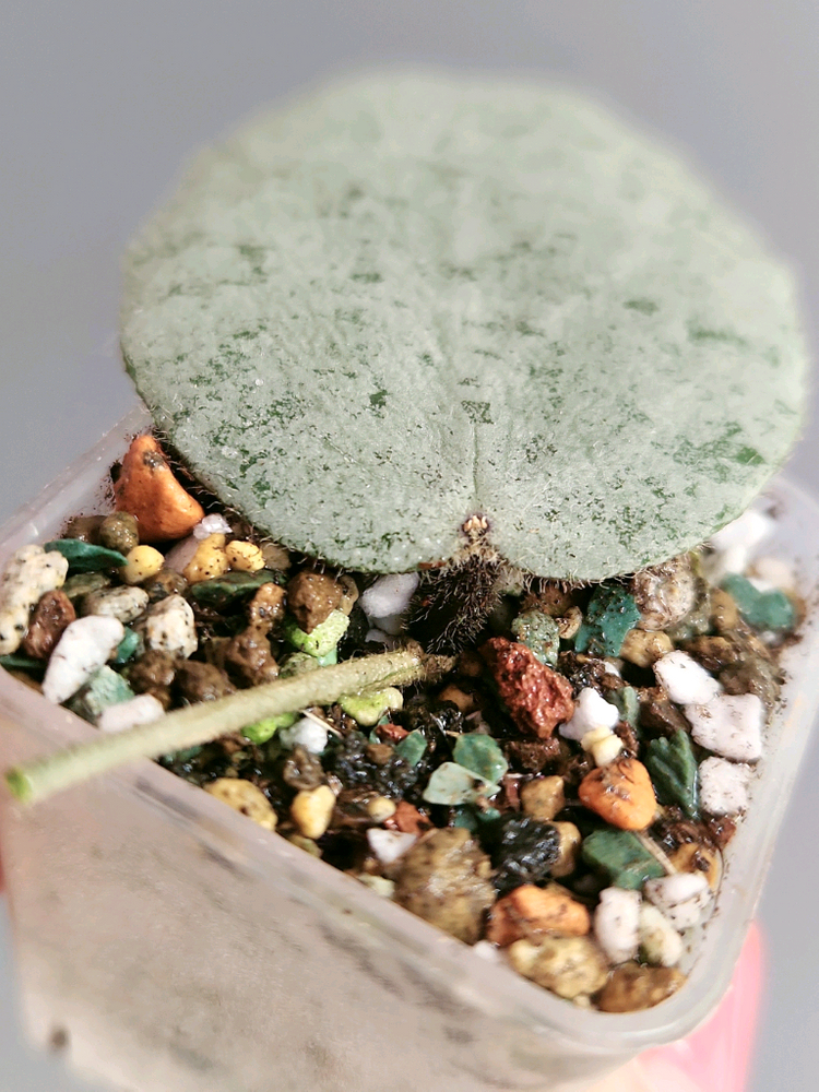 호야 카우다타아르젠--2