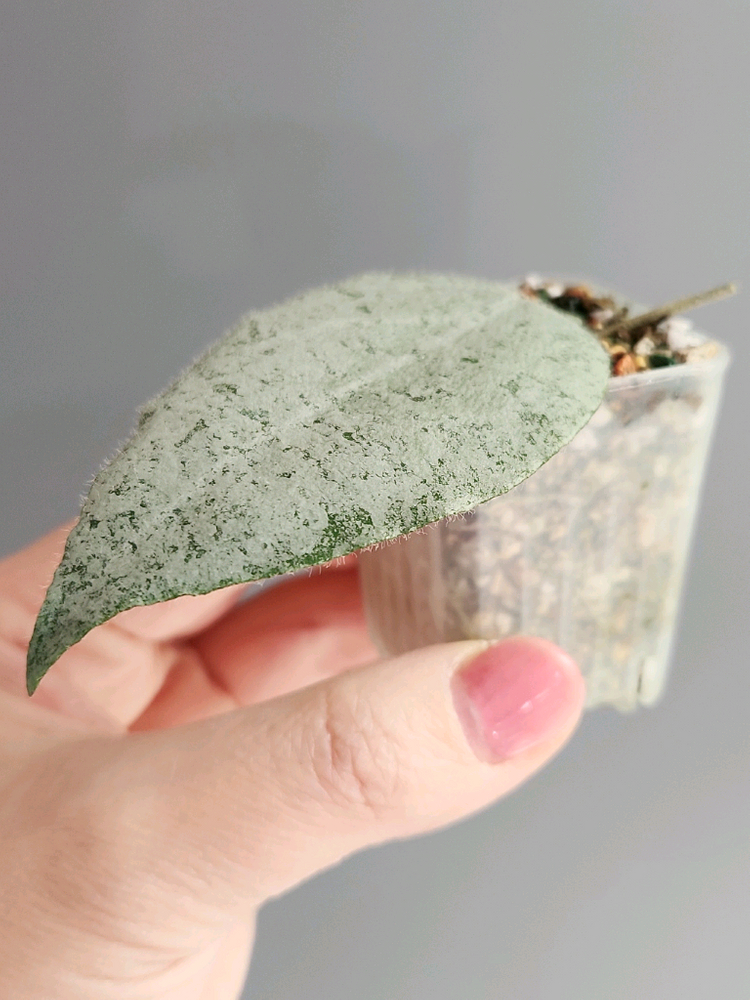 호야 카우다타아르젠--3