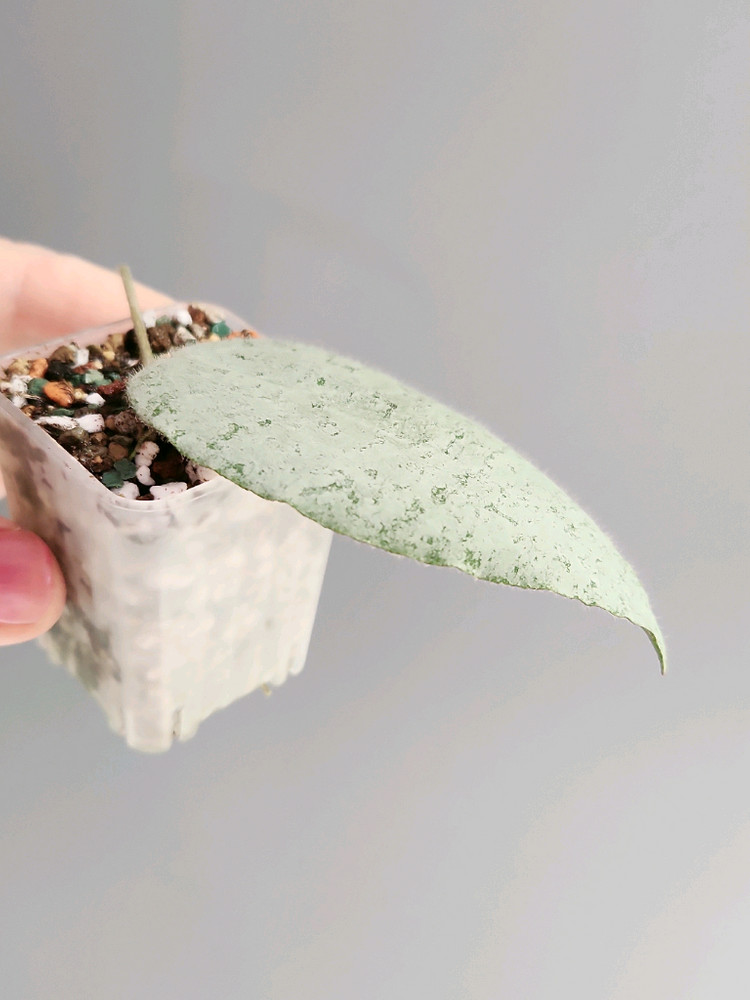 호야 카우다타아르젠--4