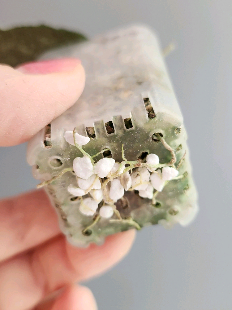 호야 카우다타아르젠--5