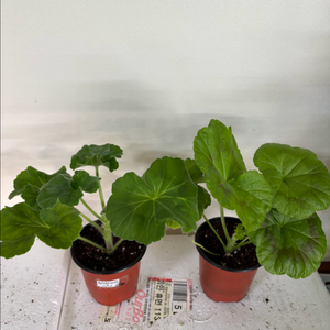 뷰티플에스더 메이로코코 러한 제라늄