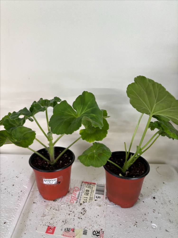 뷰티플에스더 메이로코코 러한 제라늄--1