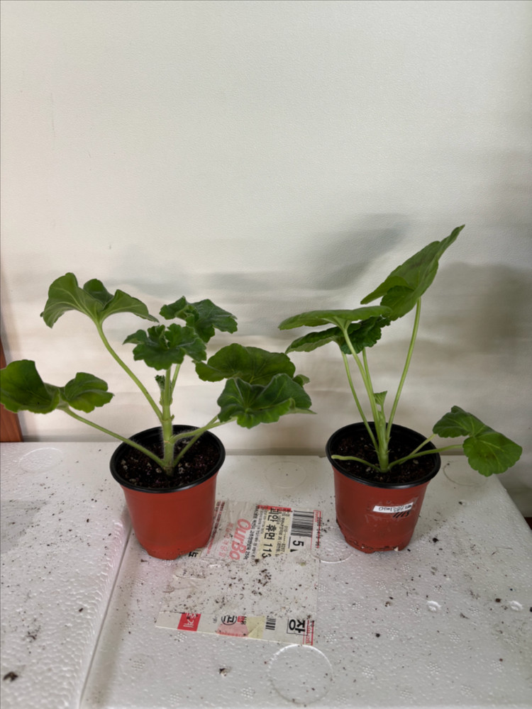 뷰티플에스더 메이로코코 러한 제라늄--2