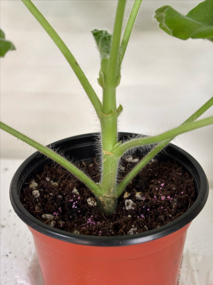 뷰티플에스더 메이로코코 러한 제라늄--3