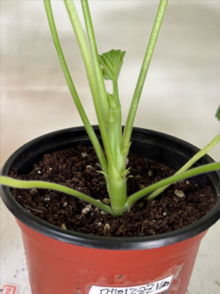 뷰티플에스더 메이로코코 러한 제라늄--4