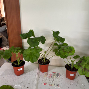 Ta와일드엔젤 아폴리나리아 몰타진주웨딩 러시아제라늄