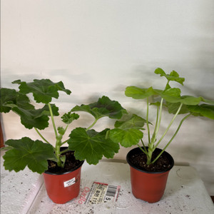 UV14.20 bb오렌지타이거 러한 제라늄