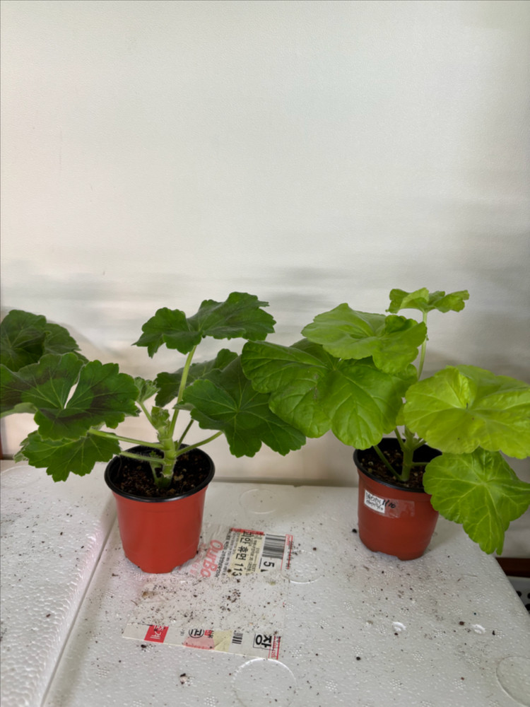 UV14.20 bb오렌지타이거 러한 제라늄--1