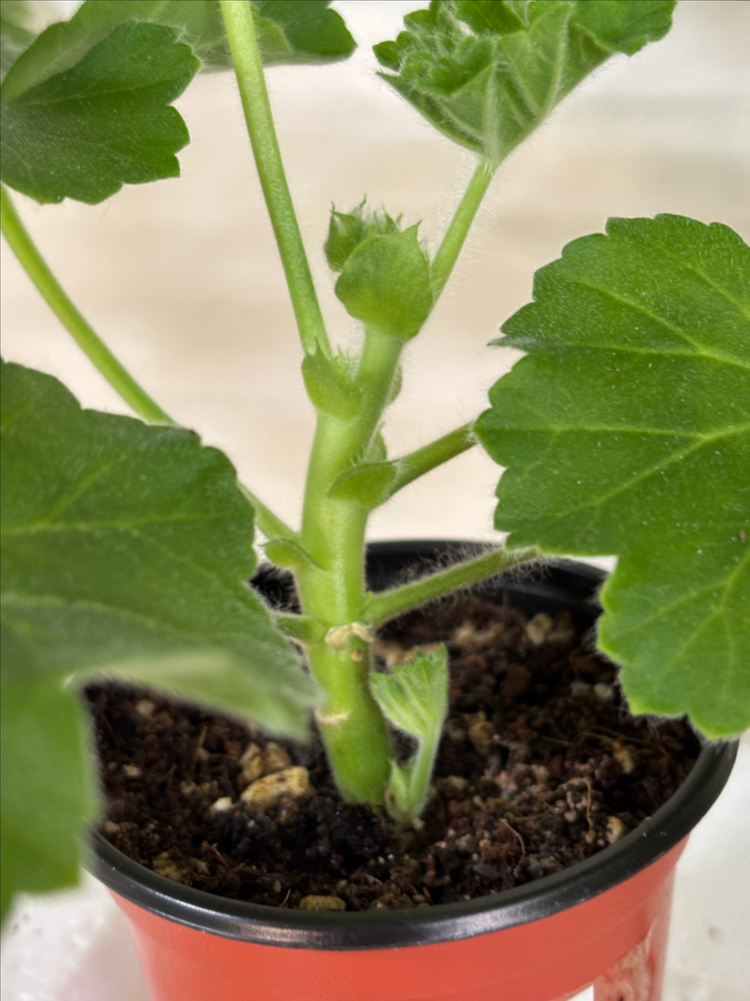 UV14.20 bb오렌지타이거 러한 제라늄--2