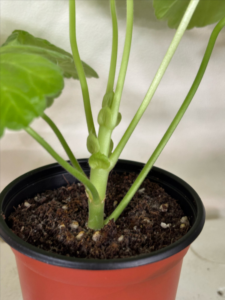 UV14.20 bb오렌지타이거 러한 제라늄--3