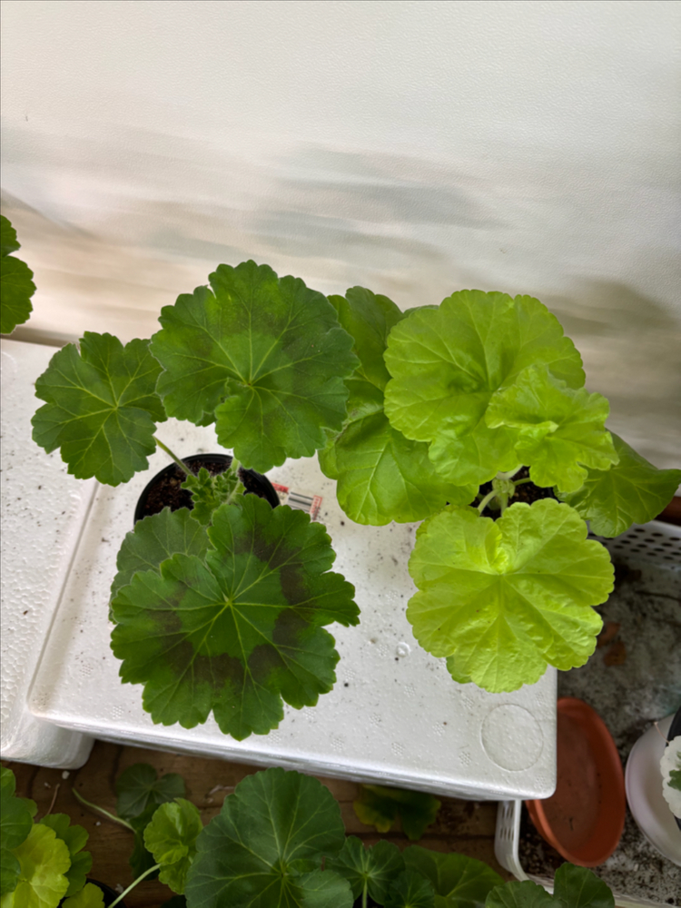 UV14.20 bb오렌지타이거 러한 제라늄--4