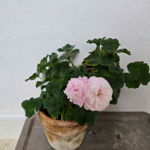 제라늄 대품 7종 왕초보추천