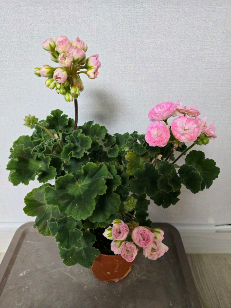 제라늄 대품 7종 왕초보추천--1