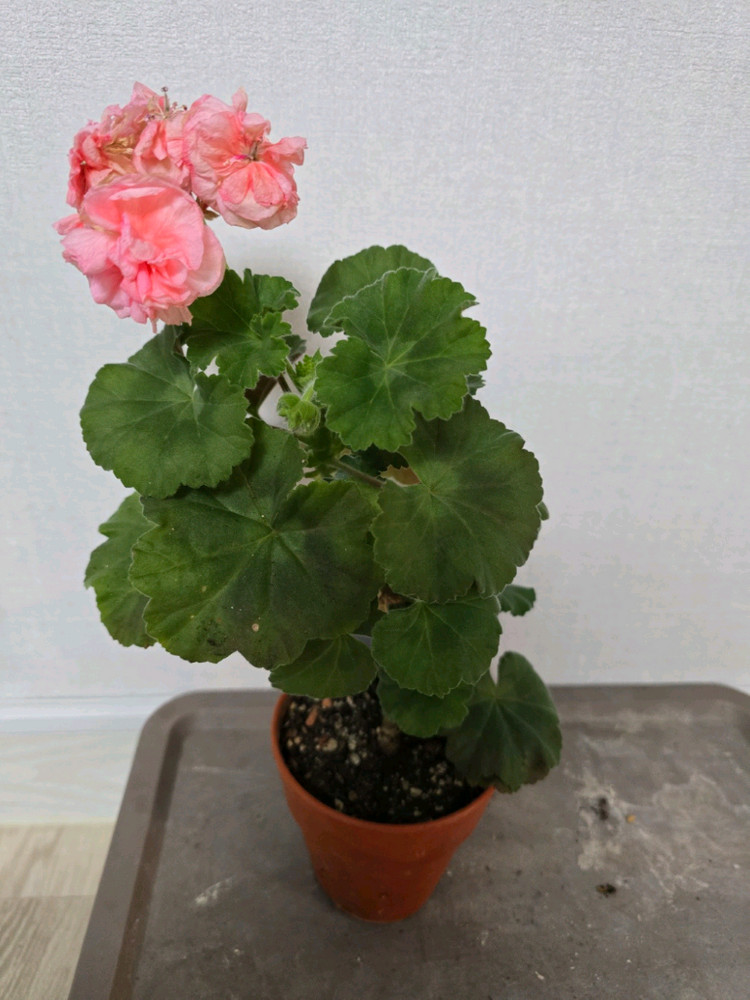 제라늄 대품 7종 왕초보추천--2