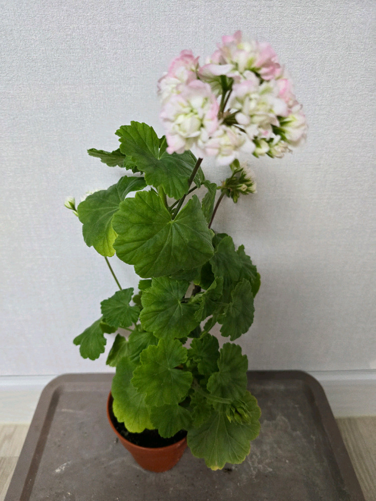 제라늄 대품 7종 왕초보추천--3