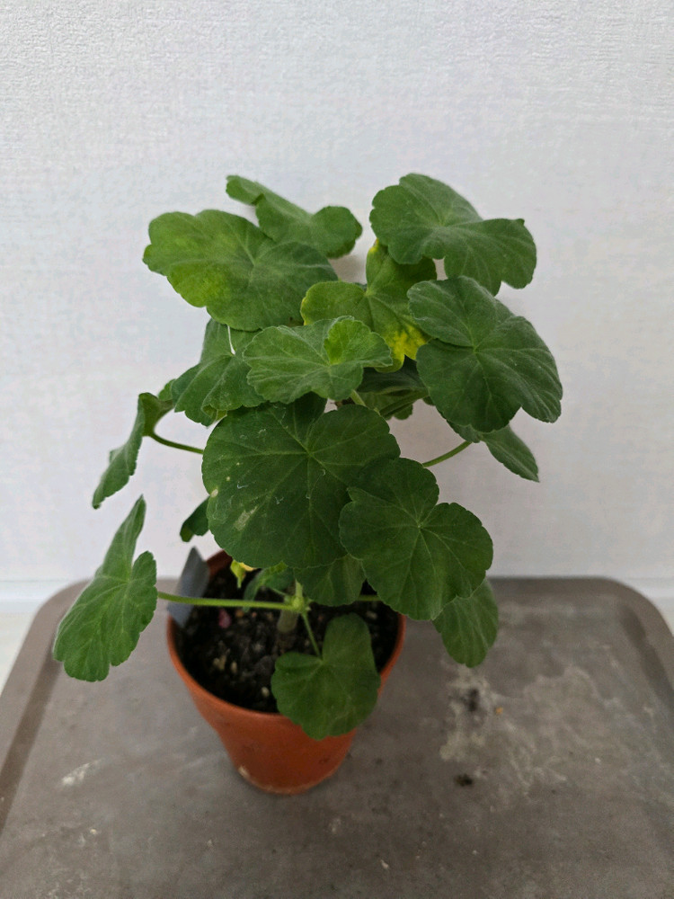 제라늄 대품 7종 왕초보추천--5