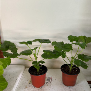 미올세르세라팜 비바마들렌 러유 제라늄