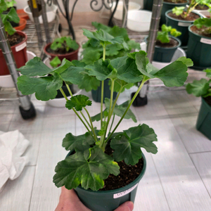 제라늄 분양합니다