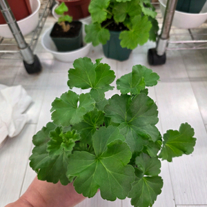 제라늄 분양합니다