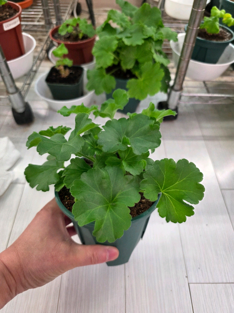 제라늄 분양합니다--1