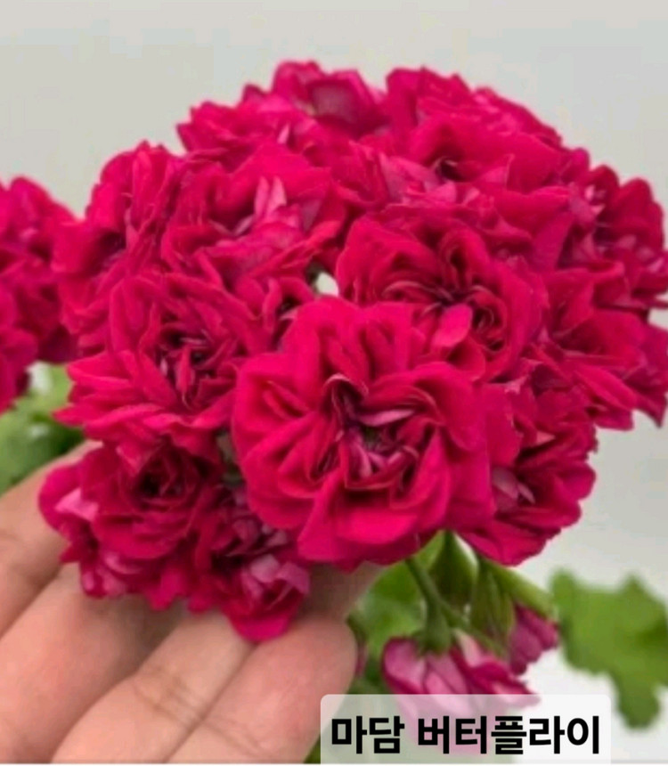 제라늄 분양합니다--2