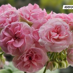 파라다이스 애플